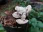 Borostás egyrétűtapló (Trametes hirsuta), Budai-hegység